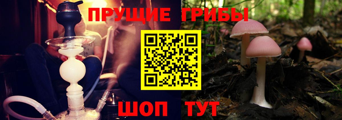 Вятские Поляны  Галлюциногенные грибы MAGIC MUSHROOMS  Вход с VPN 
